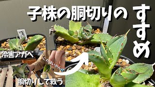 【親株の顔】アガベの小株を胴切りすると？冬に切ったあの株は？【アガベ】【園芸】【ガーデニング】【Japan】