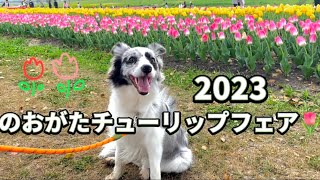 のおがたチューリップフェア〜2023〜🌷.* #日常ティア