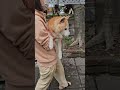 下雨天柴犬妹有專屬的人肉轎子😂 dog 柴犬 cute pets shorts shortvideo short shiba shortsvideo 狗狗 shortsvideo