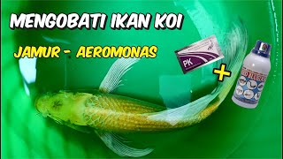 Mengatasi bakteri aeromonas pada ikan koi, tips mengobati ikan koi yang sakit