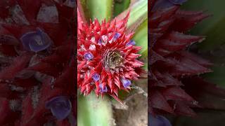 என்ன அண்ணாசி பூவா🍍 Pineapple Flower | Multiple Fruit | கூட்டுபழங்கள் #villagelife #nature #kids