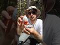 Opening 100 Mystery Kinder Eggs (Part 2) #shorts