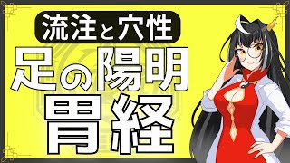 【経絡経穴】８分で分かる足の陽明胃経の流注と穴性【東洋医学】