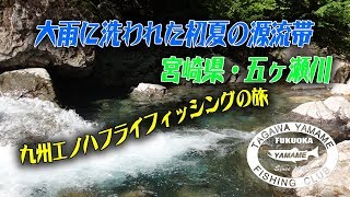 2019年 5月下旬　大雨に洗われ、キラキラと輝く五ヶ瀬川源流帯の初夏…　九州エノハ・フライフィッシングの旅