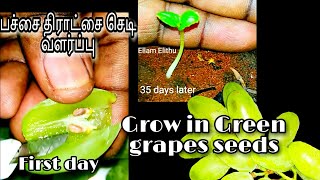 பச்சை திராட்சை செடி விதை மூலம் வளர்ப்பு | how to grow grape plants at home in tamil