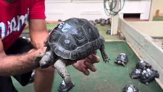 ID# 1232 perfect 6 1/2 inch aldabra tortoise Done  Shell