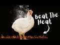 Practical tips to prevent poultry heat stress