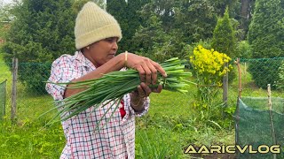 எங்கள் வீட்டுத் தோட்டத்தில் அறுவடை நேரம்/ Harvest time in our home garden/#gardening #finland#tamil