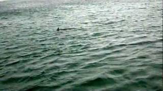 DOLPHIN.AVI