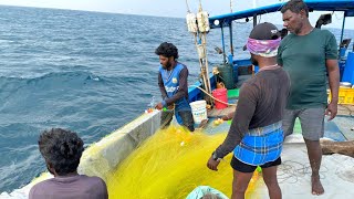 நடுக்கடலில் முரல் வலையில் வந்த பறவை மீன்கள் | ஆழ்கடல் மீன் பிடித்தல்