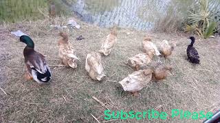 Amazing Duck Farming In River Traditional Farming In River Funny Farming Duck Farming Video