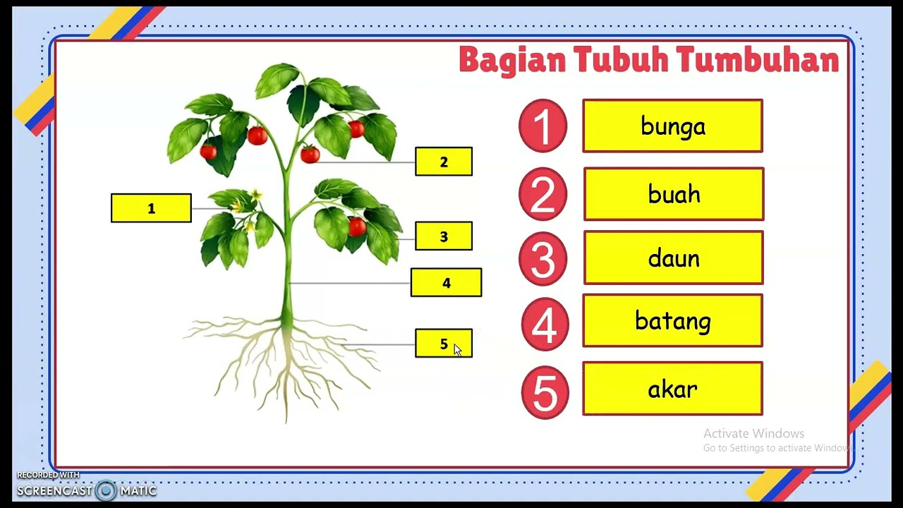 IPAS KELAS IV KURIKULUM MERDEKA BAB I TUMBUHAN SUMBER KEDIHUPAN DI BUMI ...