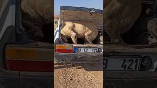 Sivas Kangal köpeği çoban köpeği Arabanın bagajına kendi biniyor Toros kimseyi yolda bırakmadı