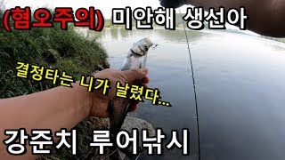 혐오주의 | 루어낚시하다가 눈알이... ㅠ  금강 강준치. (aversion caution) Predatory carp lure fishing