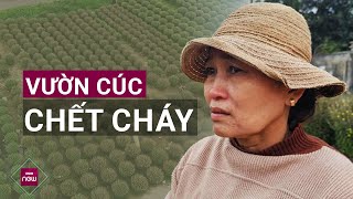 Bí ẩn vườn cúc chết cháy ngay trước Tết ở Bình Định, chuyện gì đã xảy ra? | VTC Now