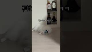 장난감 참 조아해❤️ #강아지 #강아지쇼츠 #pomeranian #포메