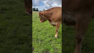 Hi Fluffy #cow #limousin #cowgirl