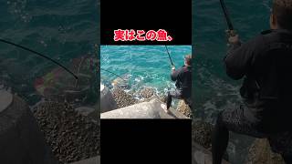 実はこの魚〇〇なんです#釣り#沖縄#石垣島#fishing