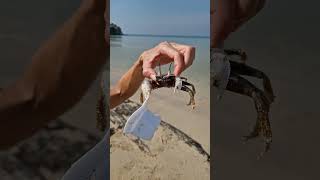 Crabs are the funniest animals on Earth