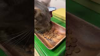 #風の猫　一生懸命に朝ごはんを食べる猫...　#shorts