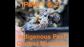 IPMO 1 & 2 Indigenous Pest Control Microbes Guide