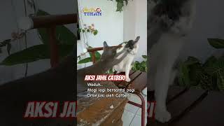 Aksi Kejahilan Catberi pada Mogi #shots #kucing #kucinglucu #aksikucing #catmeow #bermain