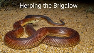 Herping the Brigalow, Night 2 - Mulga snakes and Golden Spiny-tails