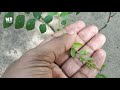 കറിവേപ്പില അവസാനം രണ്ടു മാസത്തിനു ശേഷം result part 2 curry leaf plant growth tips