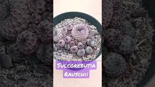 #Sulcorebutia #Rauschii #suculentas #shorts