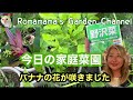 【家庭菜園】プランターの果樹の様子とバナナの花　#くだもの栽培　＃フィンガーライム