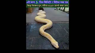 OMG!এই সাপ তিন মিনিটে 1 মিটার লম্বা হয় কিন্তু নিজের মুখ শরীরে touch হলেই মারা যায়!#shorts #mayajal