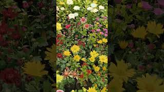 Just like wowwwwwwwww #shortvideo #nature #plantlover #garden #plantislove #flowers #natureplants