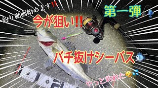 【釣り】【バチ抜け】【シーバス】釣行動画一発目‼️この時期アツイ‼️白身の高級魚、狙います‼️