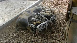 ミルクが欲しいトウロポジェ豚の子豚ちゃん　Turopolje pig　Piglet　2013 0927