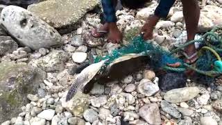 Rescuing turtle