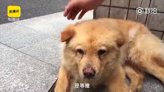 现实版“忠犬八公”：重庆15岁网红狗 每天轻轨站等主人下班