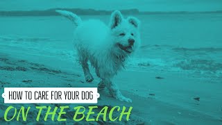 how to care for your dog on the beach - dog friendly beach - dog friendly beaches