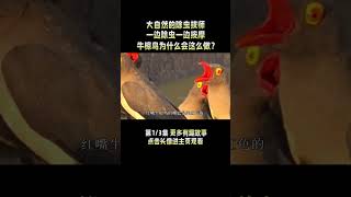 Pt1/3 动物界的保健大师，不仅吃寄生虫还放哨，牛椋鸟有这么好心吗？【涛涛的脑洞江湖】#shorts