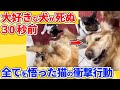 【2ch動物スレ】仲良しの犬が死ぬ直前だと気づいた猫の行動が衝撃すぎる