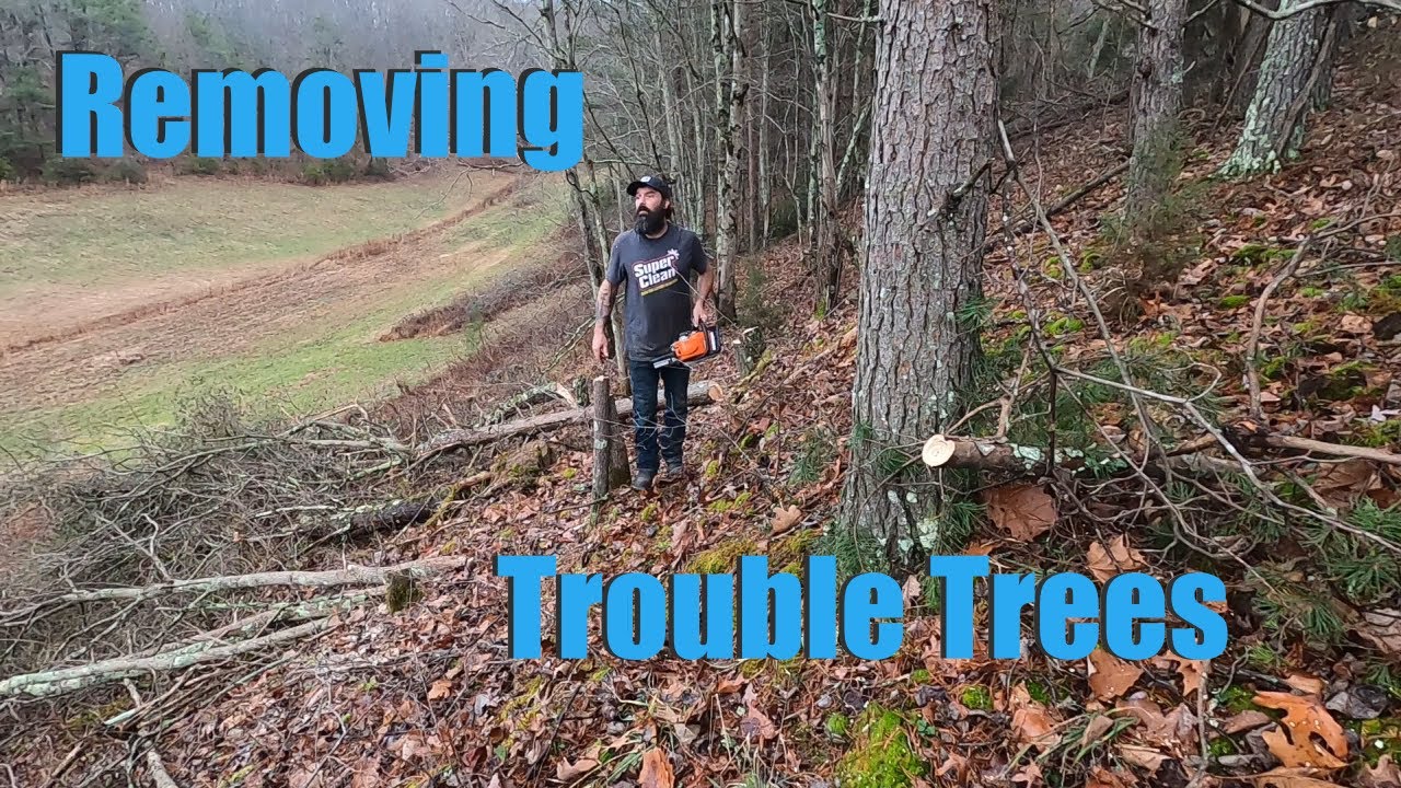 Removing Trouble Trees Youtube