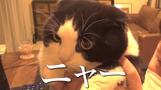 【わいわい】私の好きなシーン集１【切り抜き】【ほぼ猫】