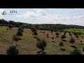 19 oct 2020 agroforestry group musang king durian plantation panorama view