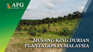 19 Oct 2020 Agroforestry Group - Musang King Durian Plantation Panorama View