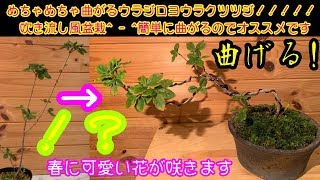 めちゃめちゃ曲るウラジロヨウラクツツジの吹き流し風盆栽！簡単に曲がります^ - ^How to create a bonsai ミニ盆栽 小品盆栽