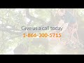 tree removal pendleton sc professional tree removal services