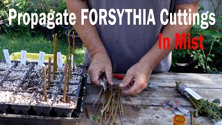 Propagate Forsythia Cuttings Under Mist