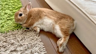 A rabbit circling around a human