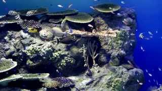 きれいな大水槽の一部, 男鹿水族館GAO