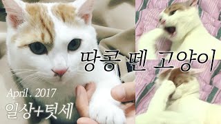 [2017년4월] 고양이vlog 땅콩 뗀 텃세 고양이🤨