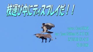 クマタカ、たまげた枝運び中にディスプレイしたよ！！　2022.1.28撮影　　　　#クマタカ